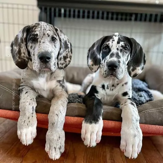 two great dane puppies