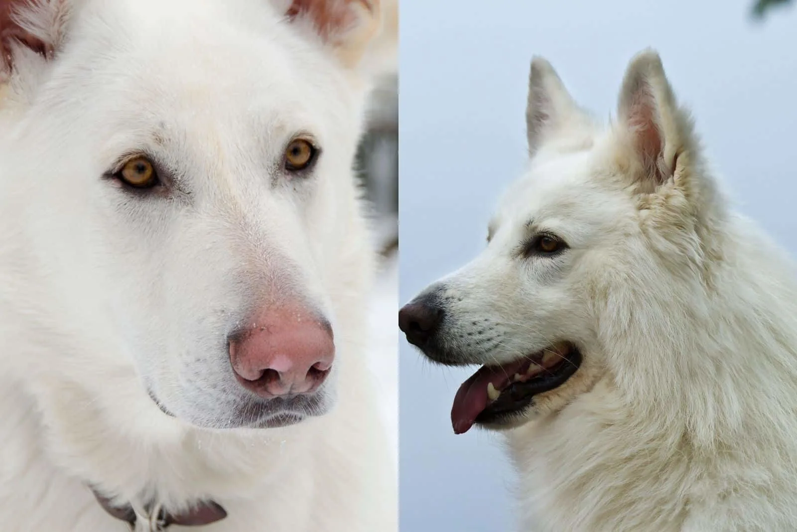 two images of dogs GSD in one picture both white in color