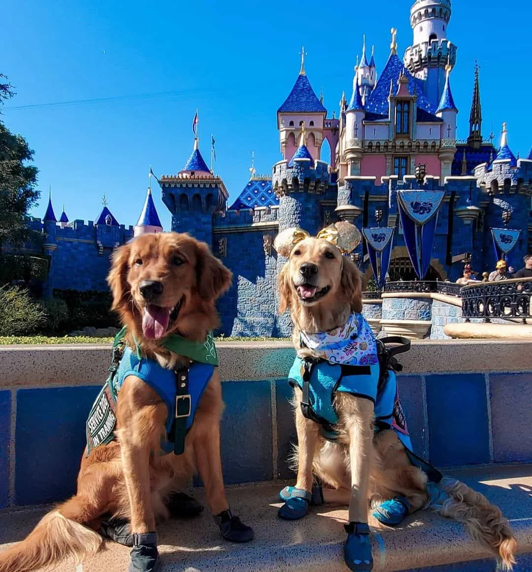 two retrievers in front of disneyworld