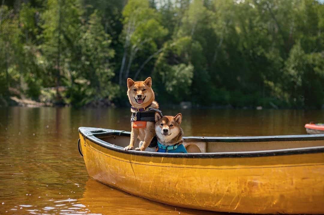two shiba inu dogs in a boat