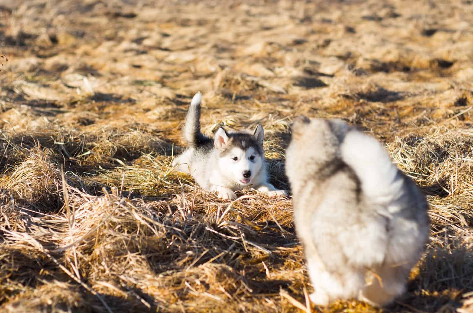 two siberian husky puppies playing