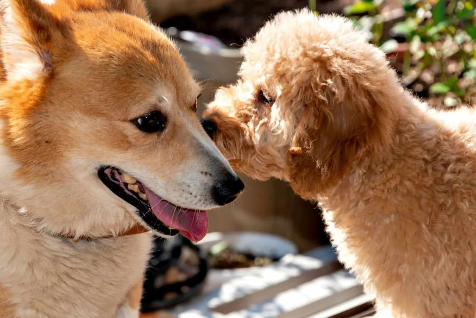 welsh corgi kissed by a toy poodle in their first contact in the garden