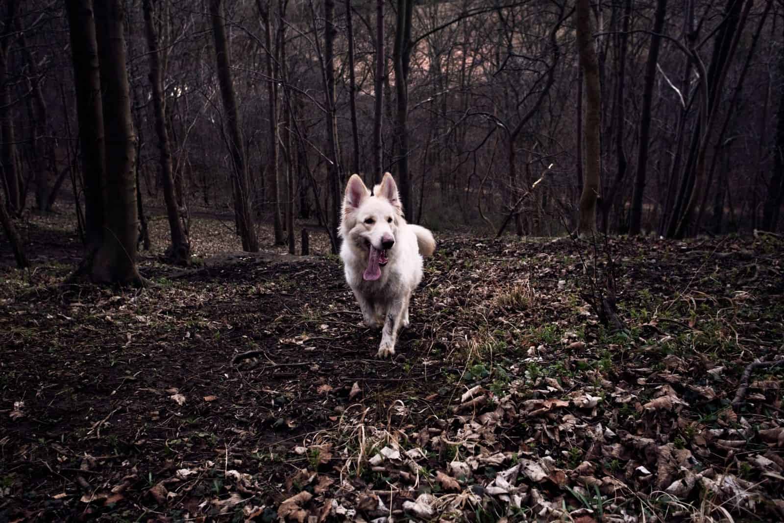 white alsatian running the woodland scene