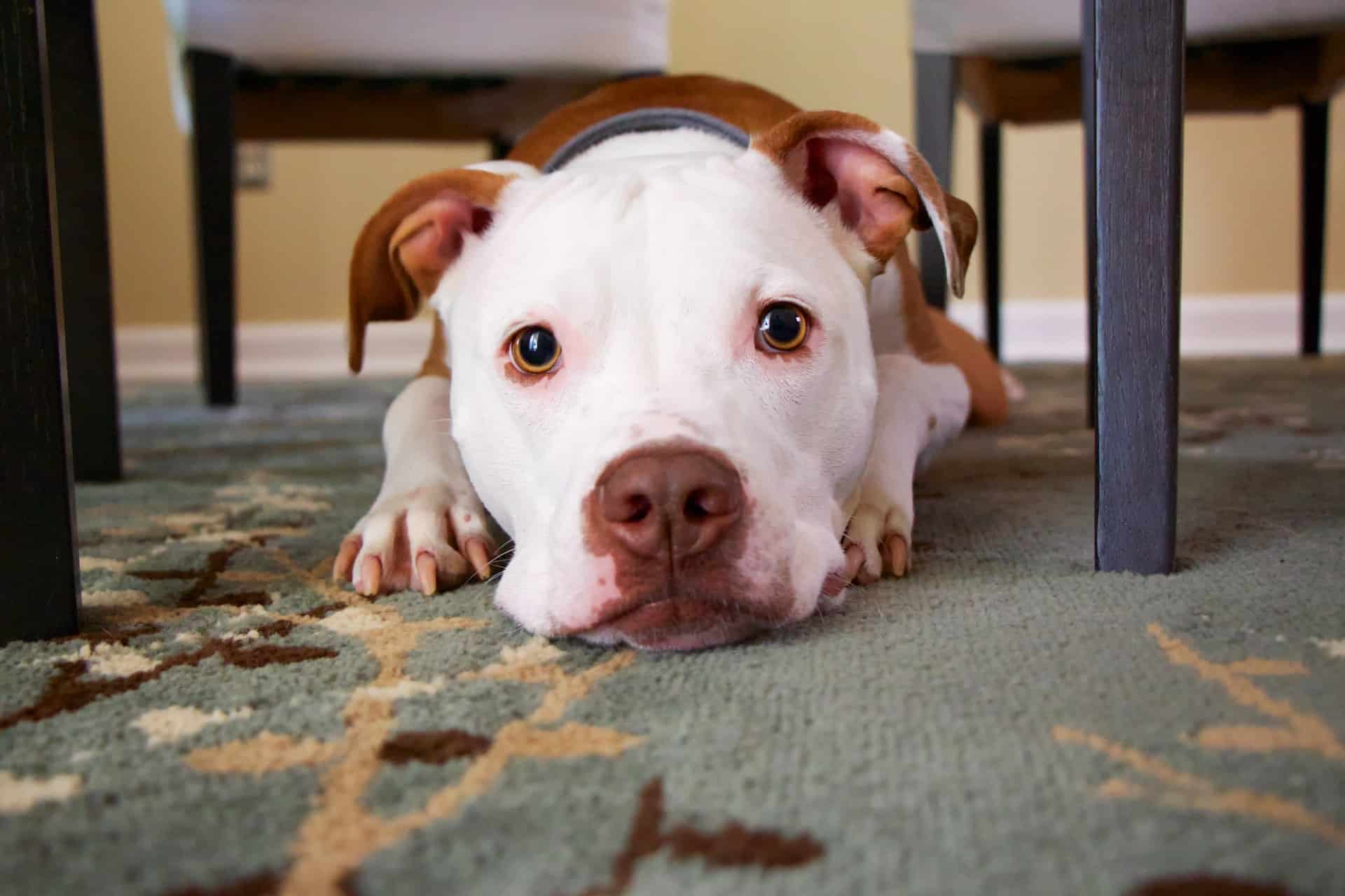 white and brown pitbull sitting on the floor