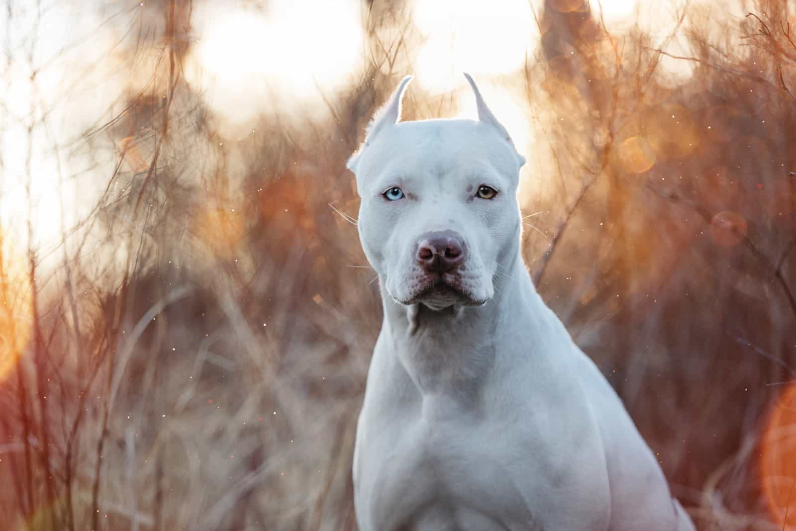 white dog American pit bull Terrier outdoors