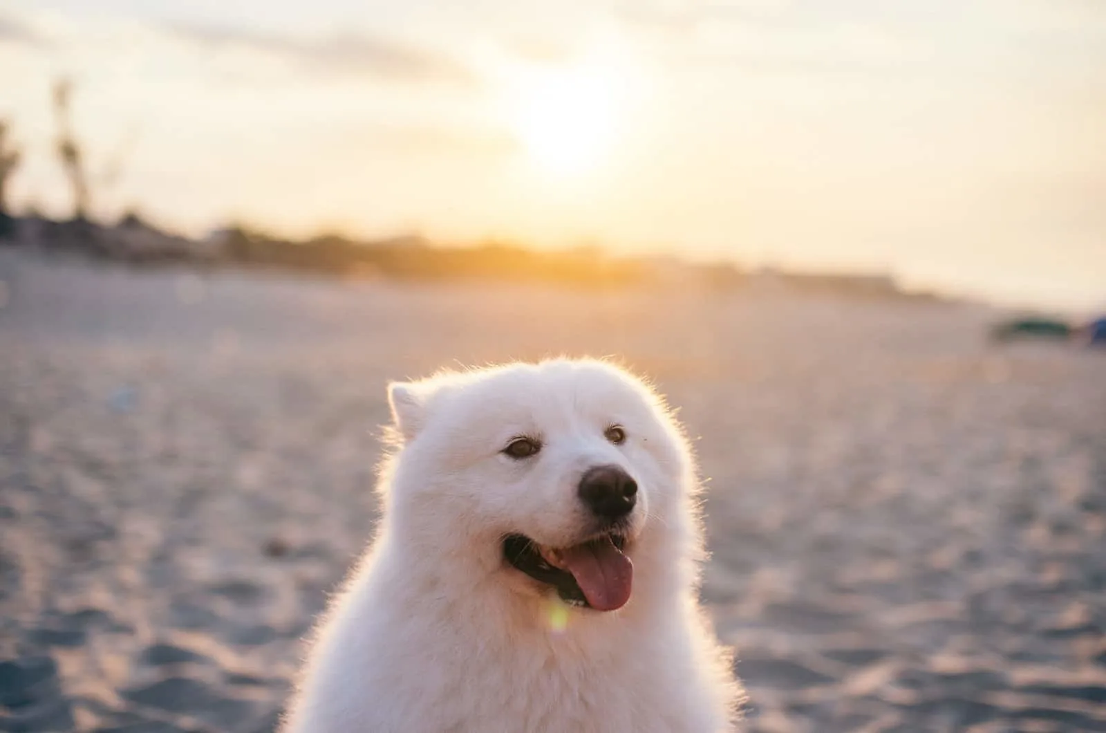 white dog photographed during sunset