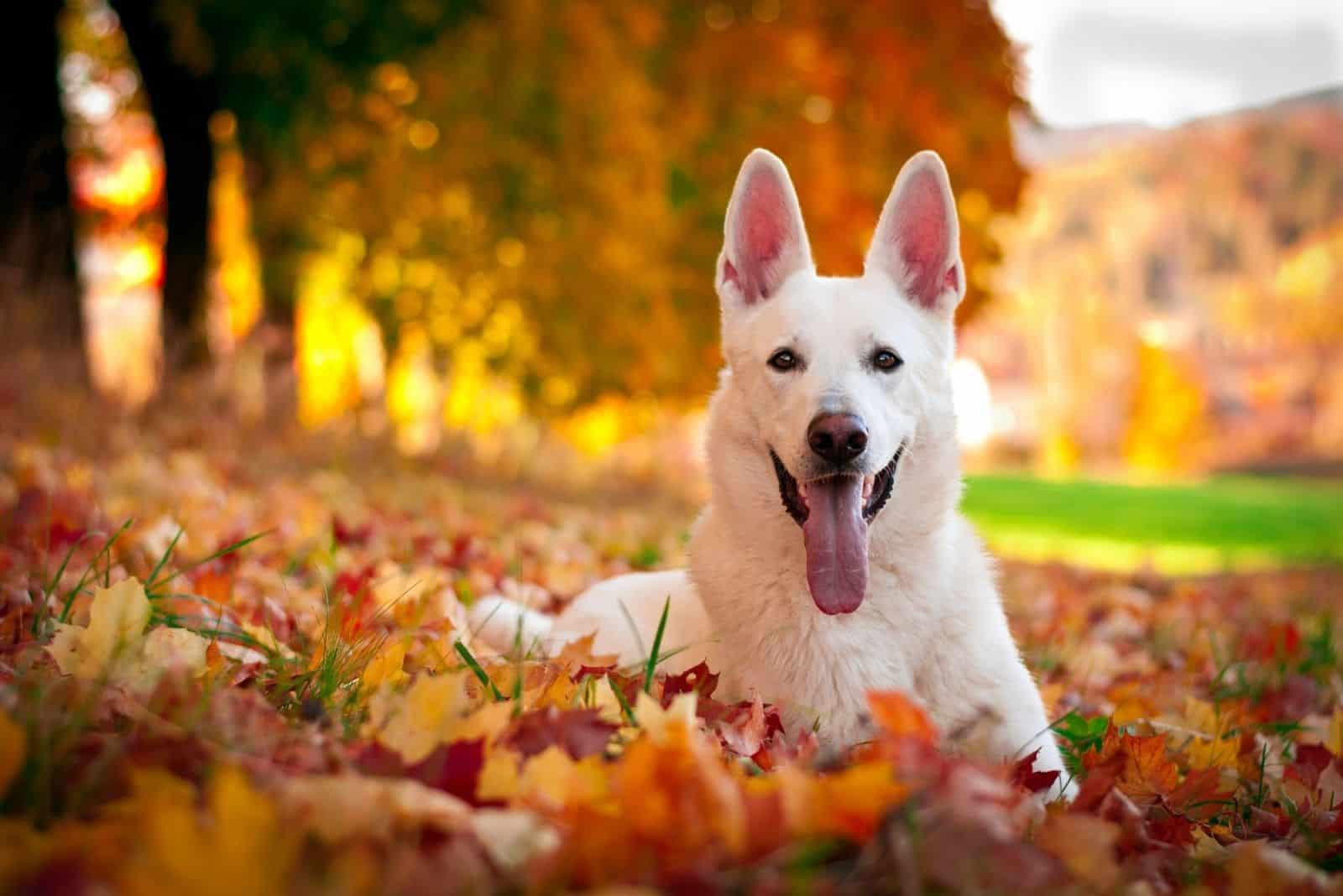 white german shepherd resting in the pile of autumn leaves in the park