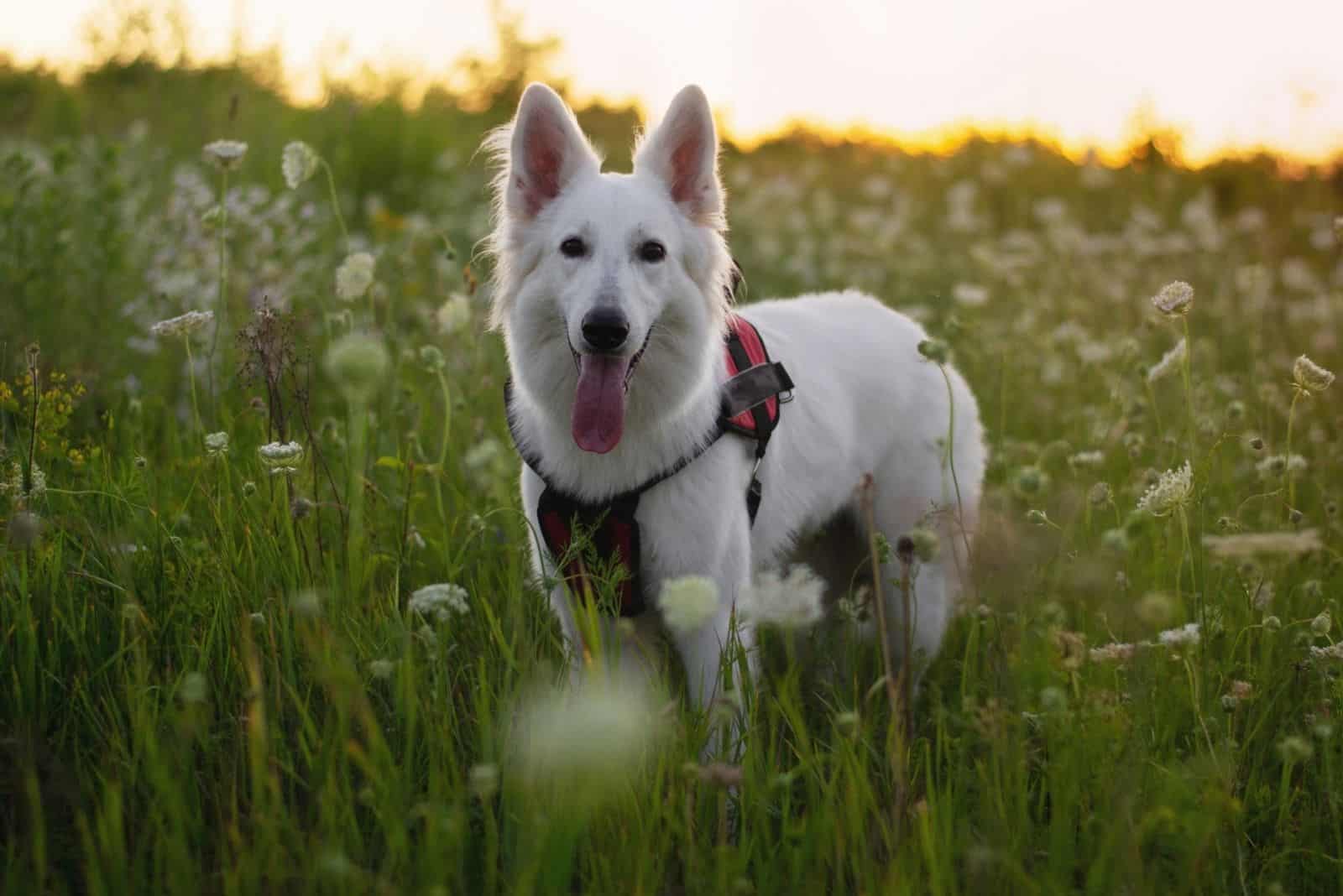 white german shepherd dog standing in the middle of the meadow