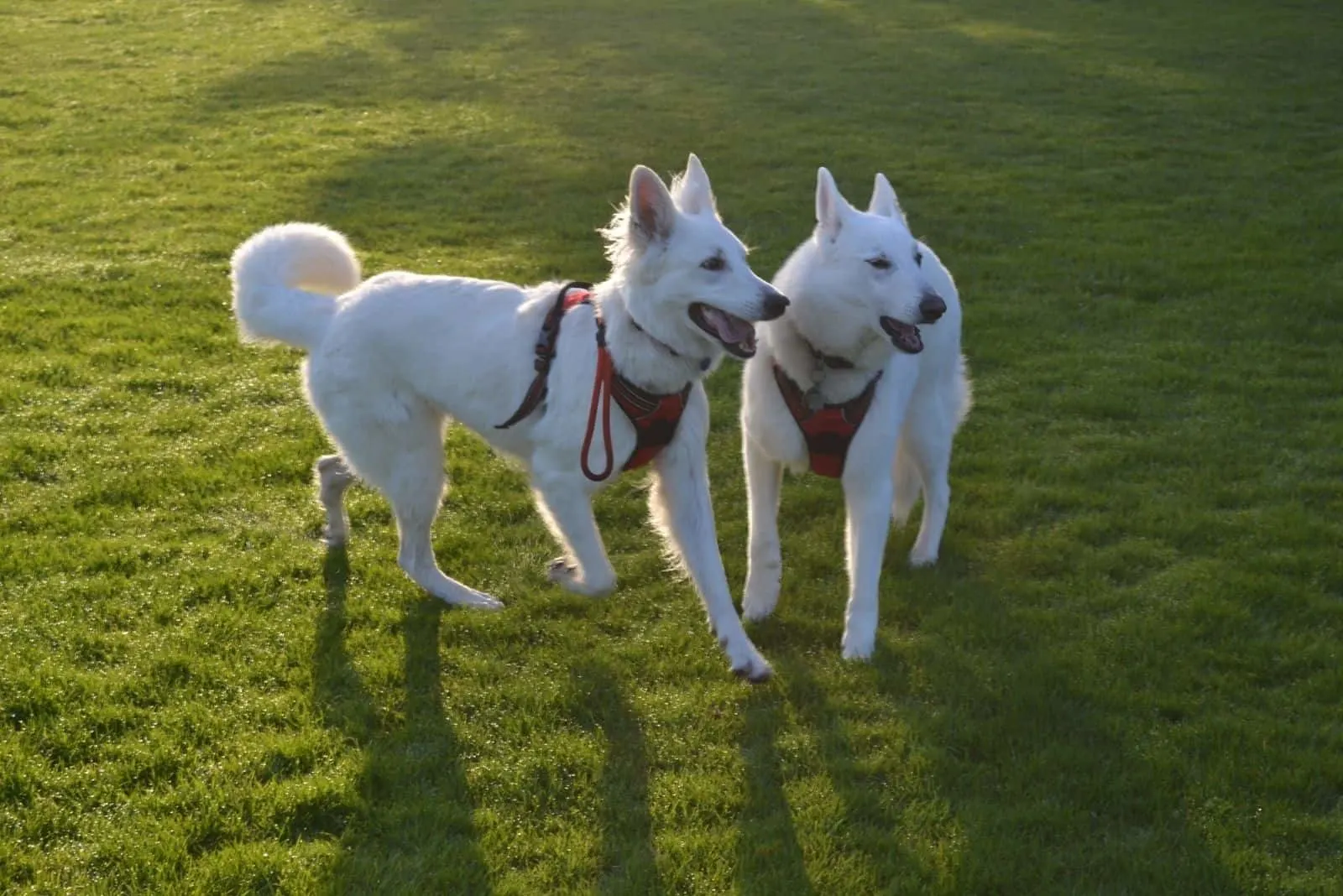 white german shepherd dogs in the playground