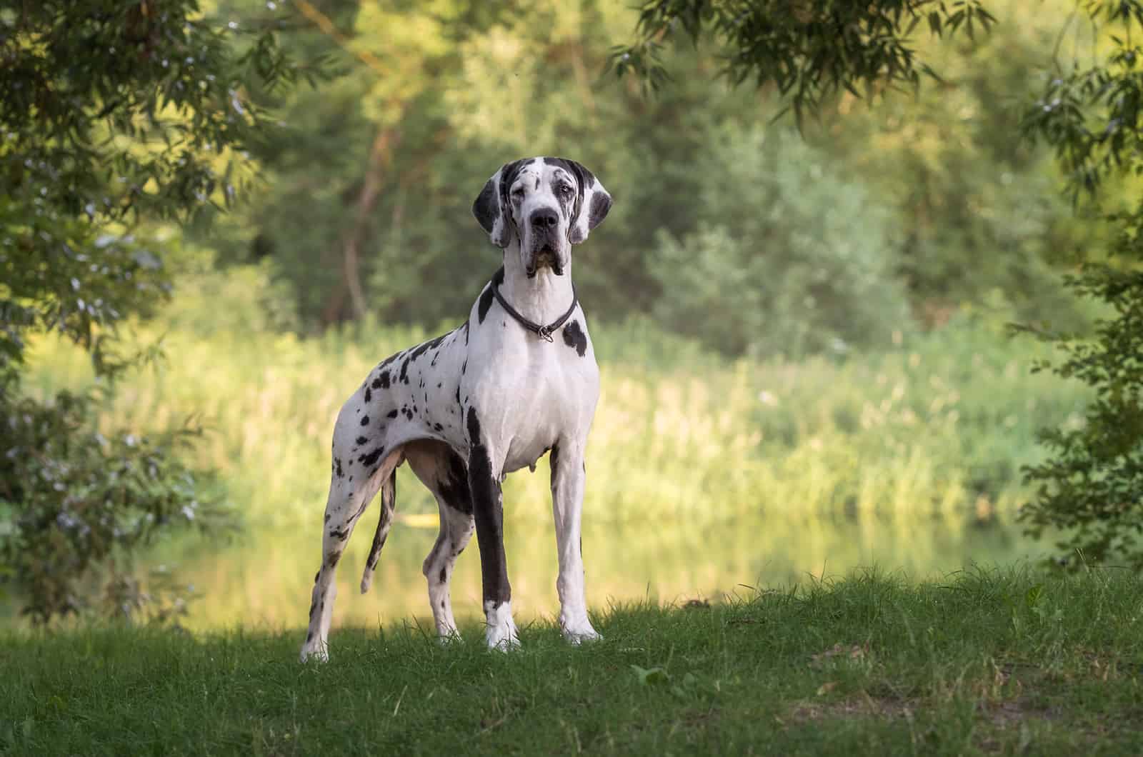 white great dane with black dots