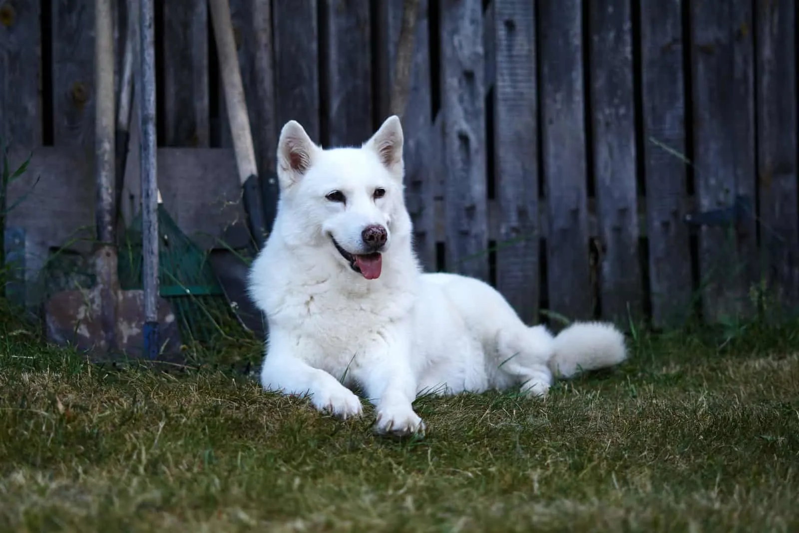 white husky dog sits and looks around
