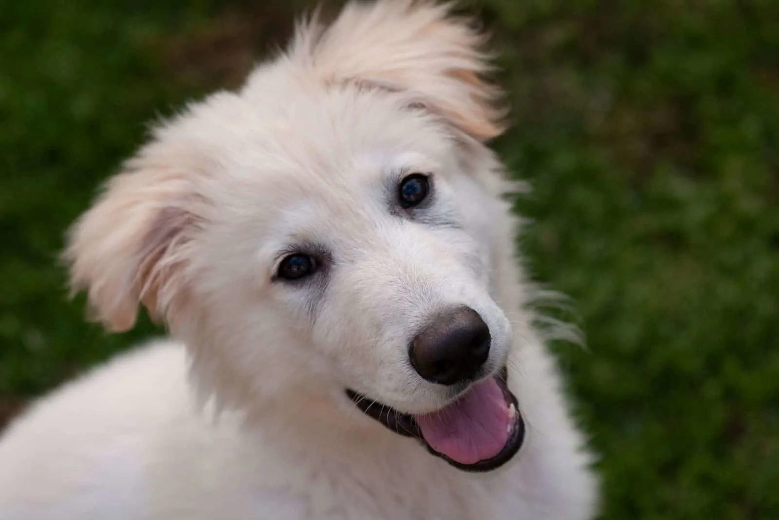 white longhaired puppy german shepherd in a close up photography