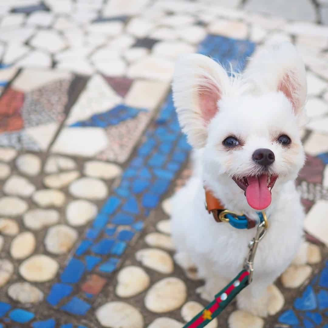 white malchi mix walking on tiles