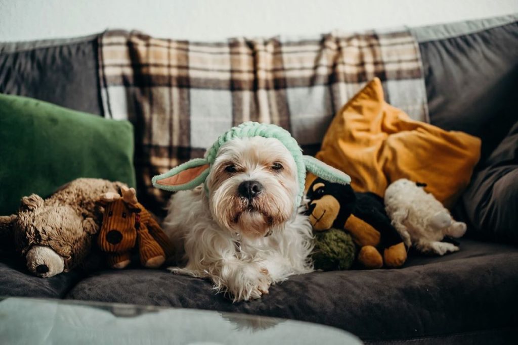 white puppy surrounded by star wars toys