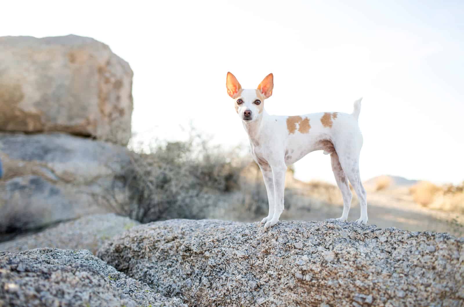 white rat terrier dog in nature 