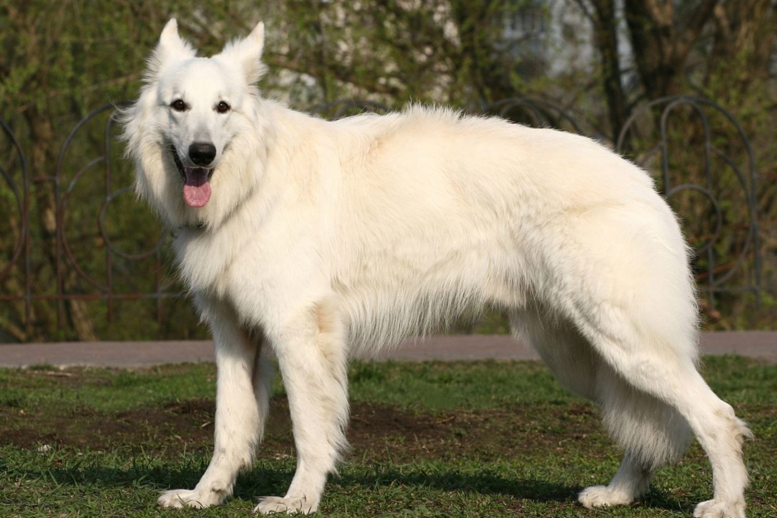 Albino German Shepherd The Myths And