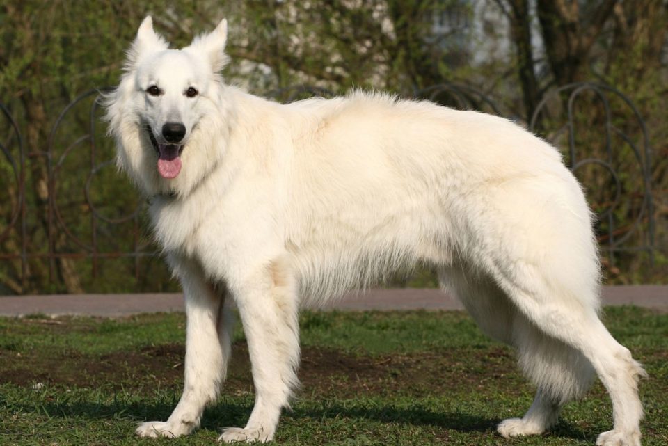 Albino German Shepherd: The Myths And The Facts Explained