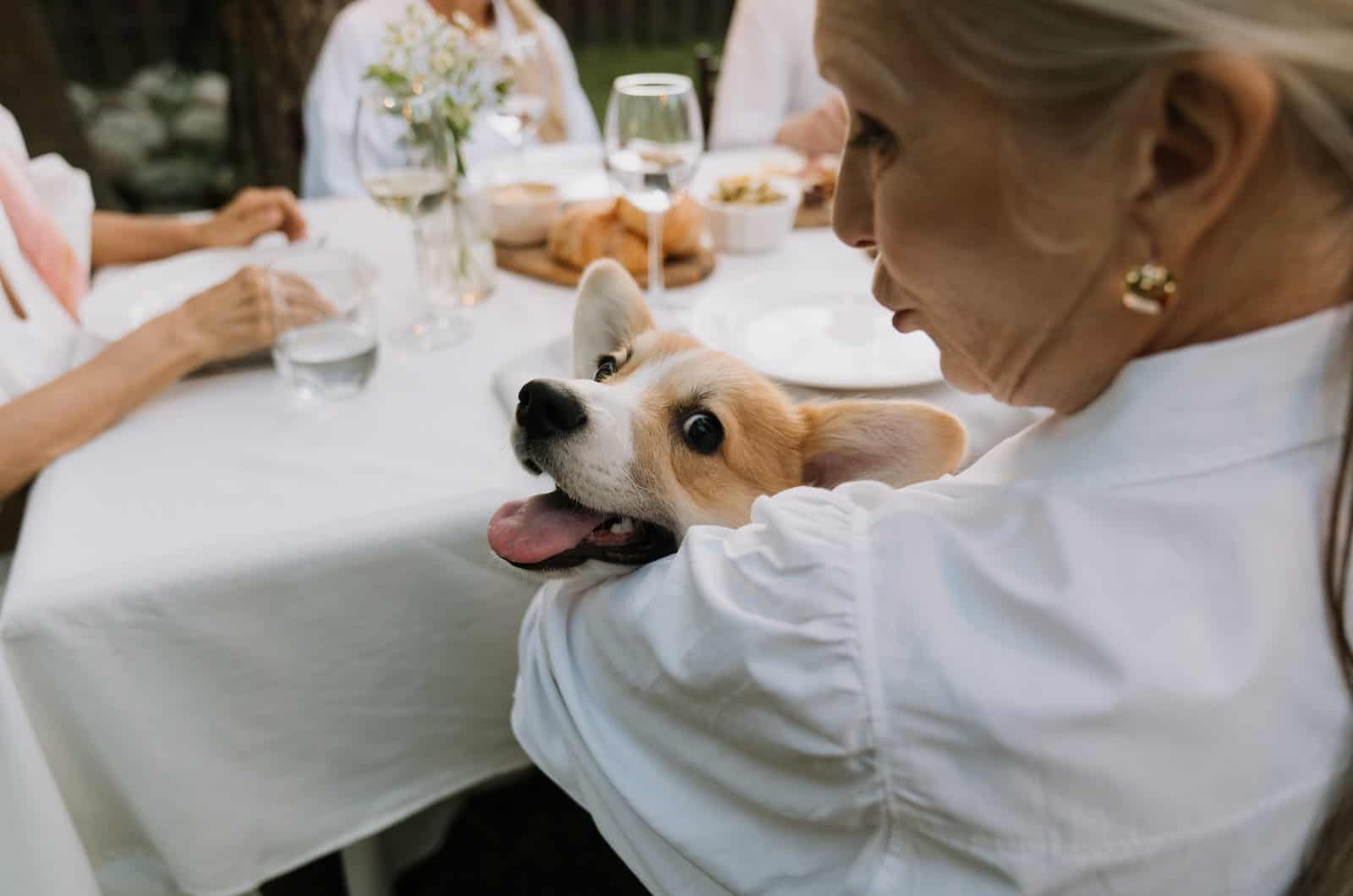 woman holding a corgi at dinner table