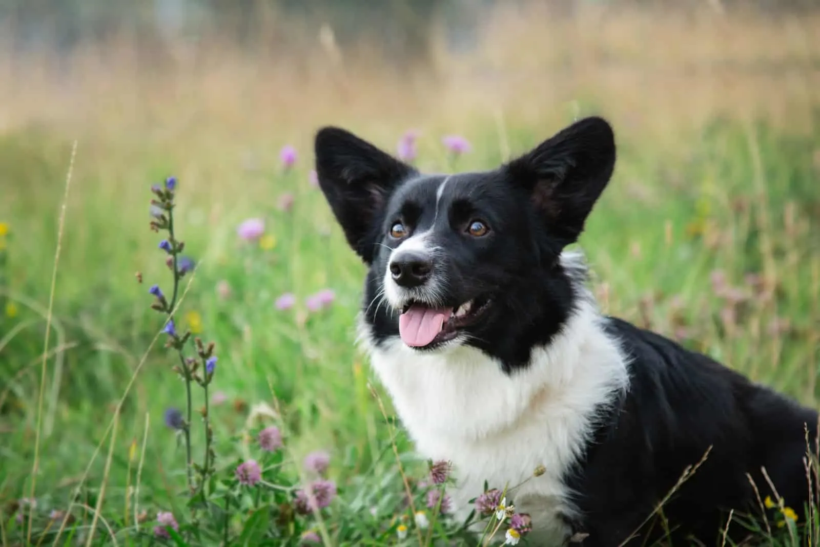 young black and white welsh corgi cardigan on the grass in flowers