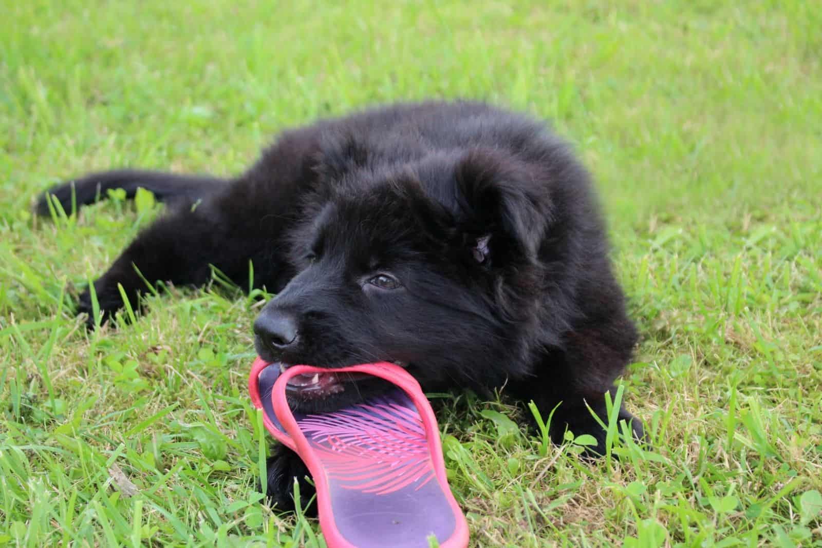 young black german shepherd nibbling on a slipper 