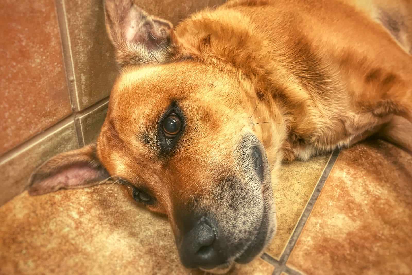 young german shepherd dog lying inside the room in focus photography