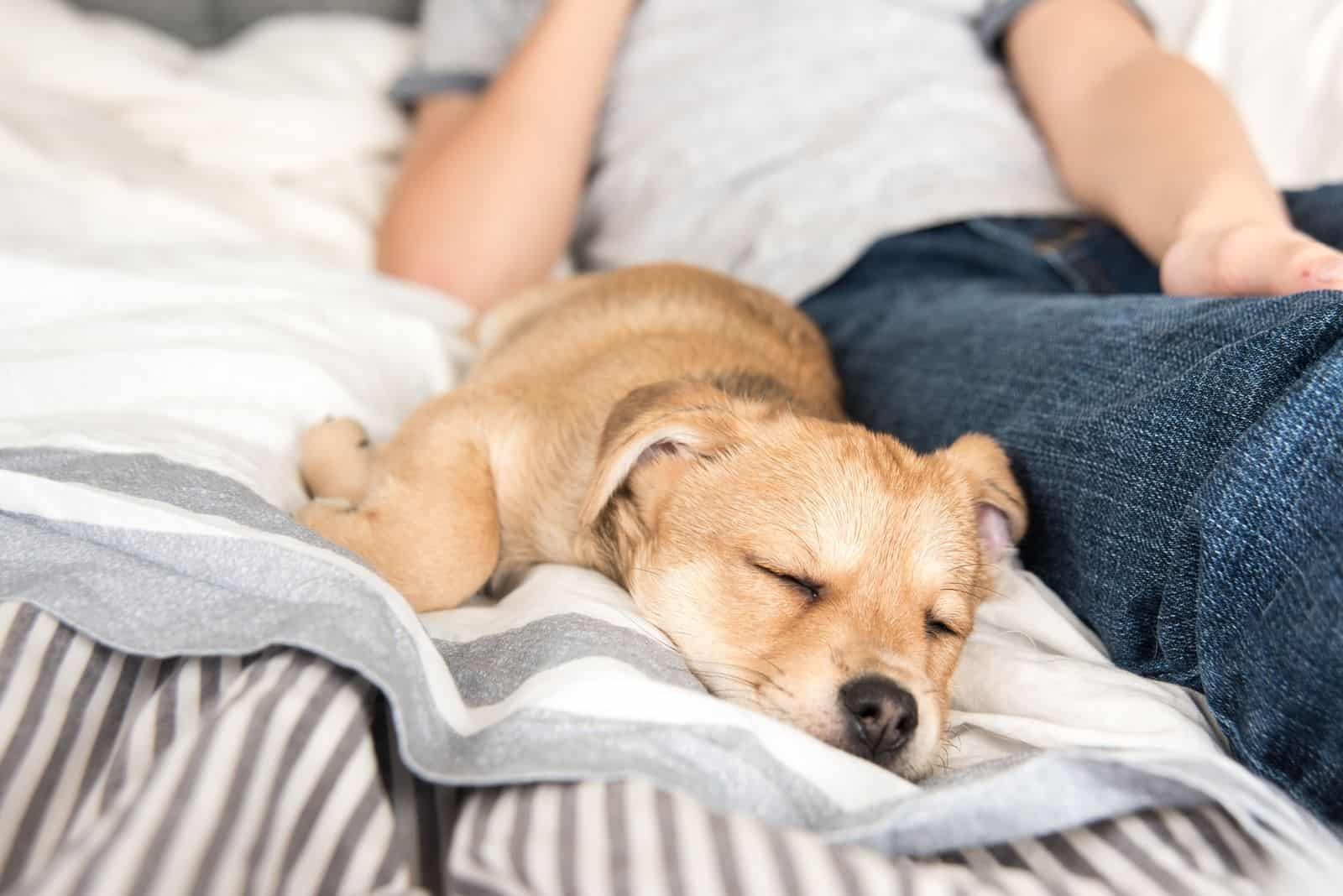 young puppy sleeping in bed beside the owner