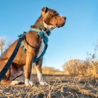 pitbull wearing a blue harness