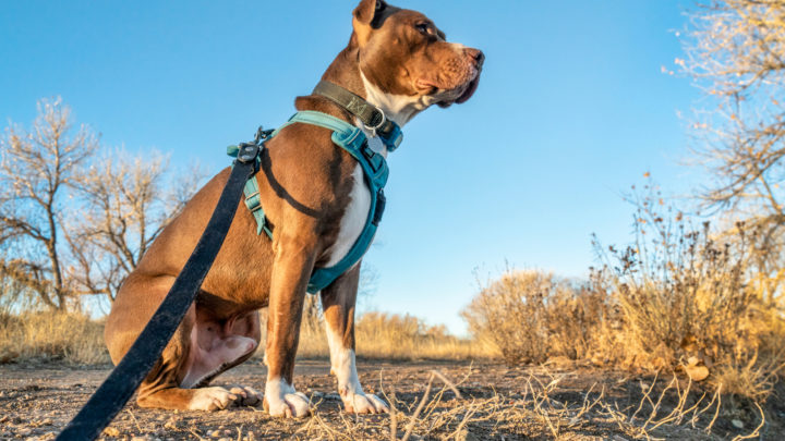 12 Best Harnesses For Pitbulls – Top Products In 2022