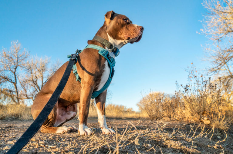pitbull wearing a blue harness