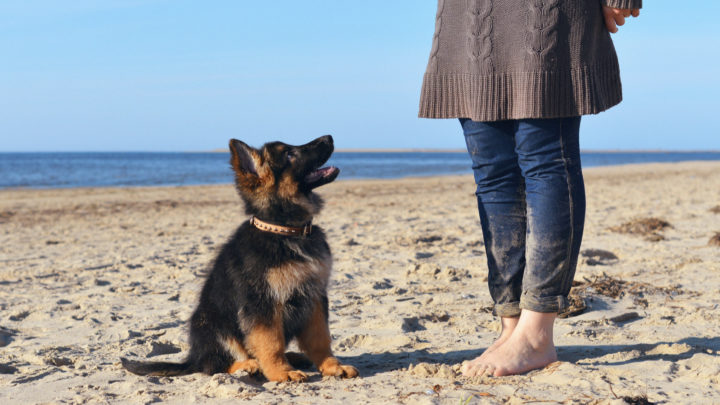 7 Best German Shepherd Breeders In California