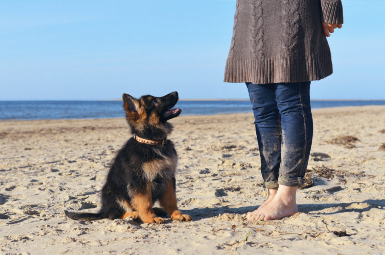 german shepherd puppy looking at its owner