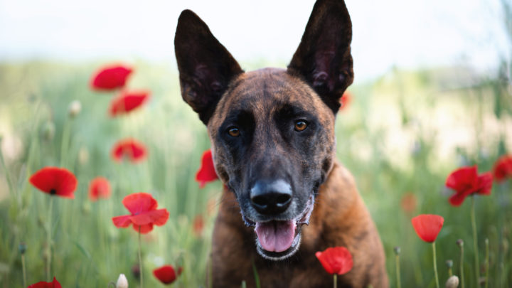 Belgian Malinois Vs. Dutch Shepherd: Which Is The Best?