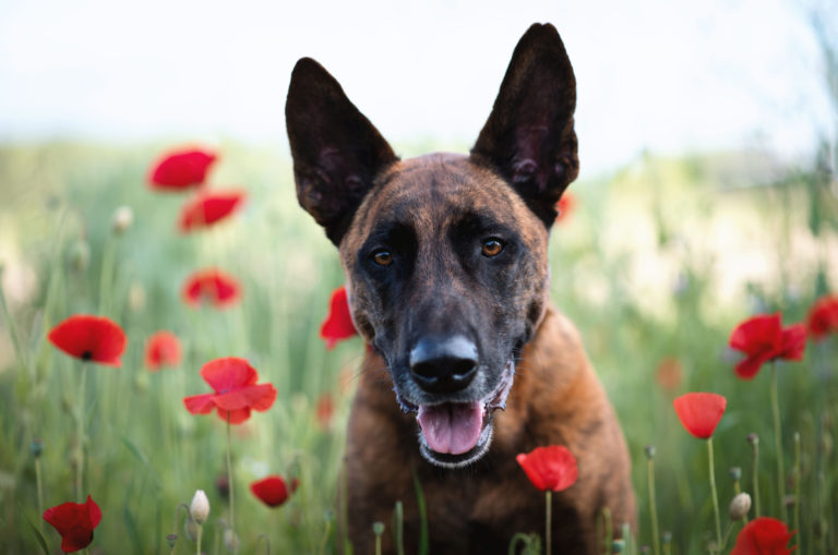 belgian malinois in a field of poppies