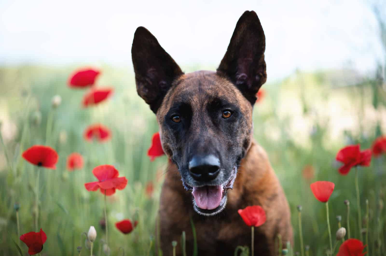 belgian malinois in a field of poppies