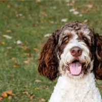 brown bernedoodle