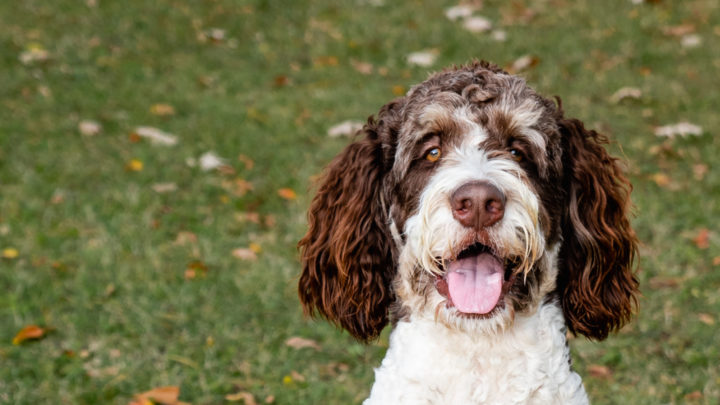 12 Best Bernedoodle Breeders: Reputable Places To Buy A Dog