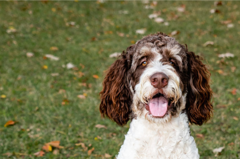 brown bernedoodle