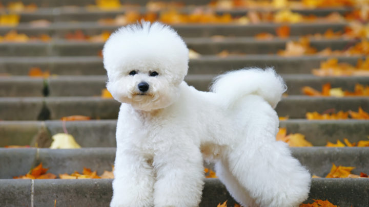 10 Best Bichon Frise Rescues For Adoption