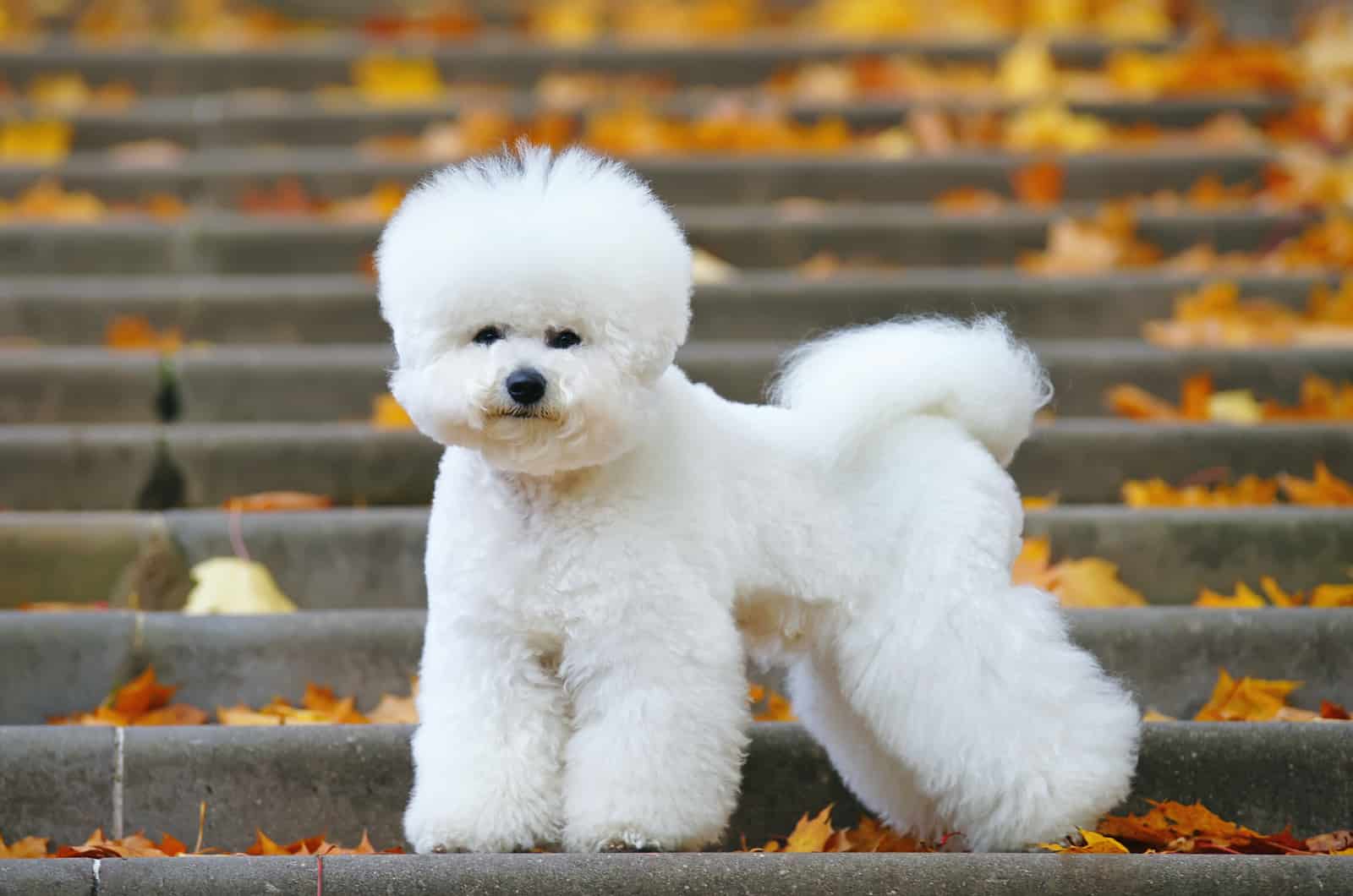 bichon frise on stairs