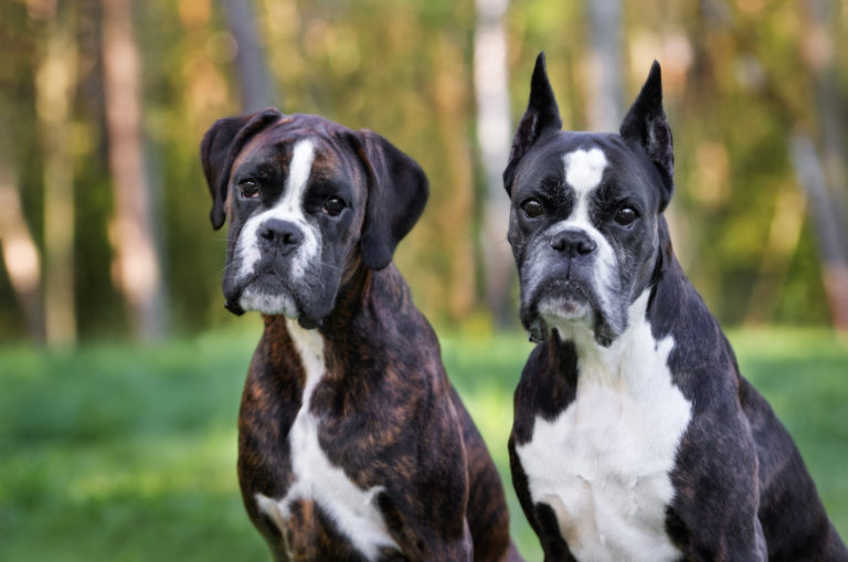 two boxer dogs