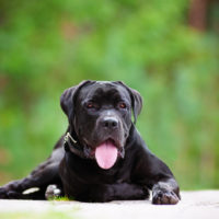 cane corso lying down