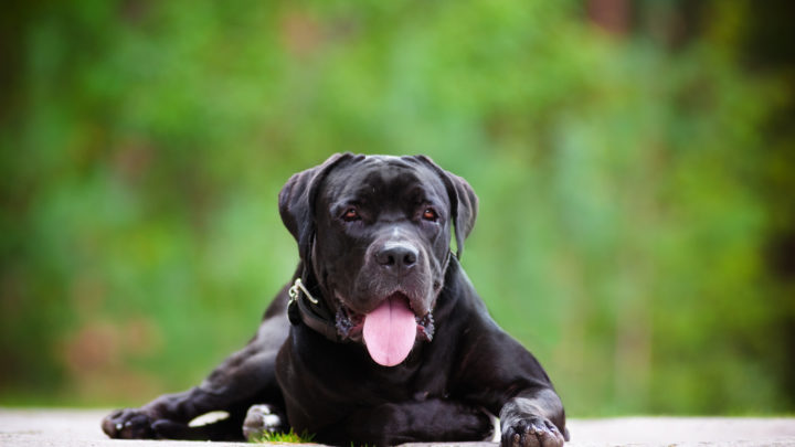 10 Best Brush For Cane Corso: Brushes For A Luxurious Shine