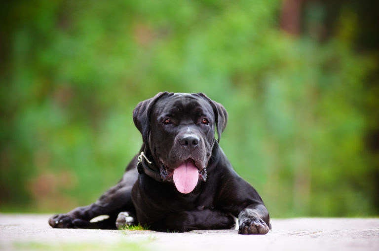 cane corso lying down
