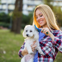 woman brushing her maltese dog