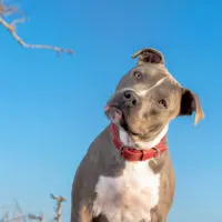 adult pitbull with red collar and blue sky as background