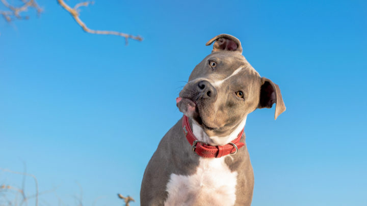 12 Best Brushes For Pitbull: Top Choices For A Lustrous Coat