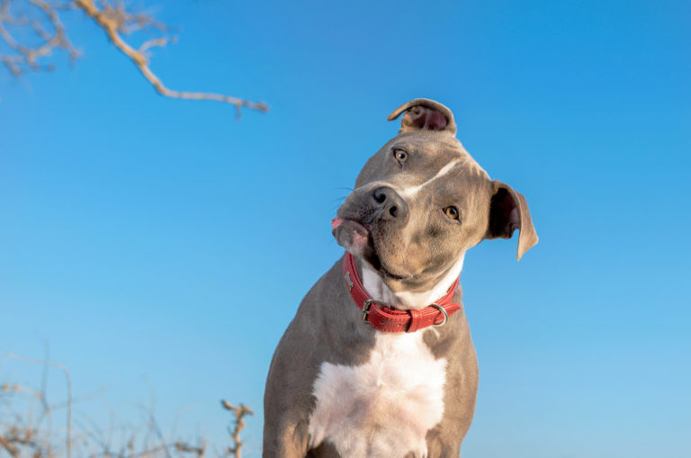 adult pitbull with red collar and blue sky as background