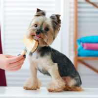 yorkie being brushed