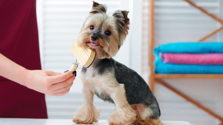 Best Brushes For Yorkies: Keeping That Coat Silky Soft Like A Pro