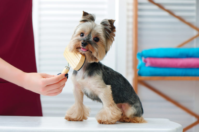 yorkie being brushed